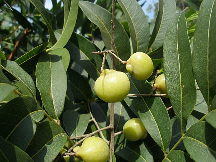 無患子提取物原料介紹