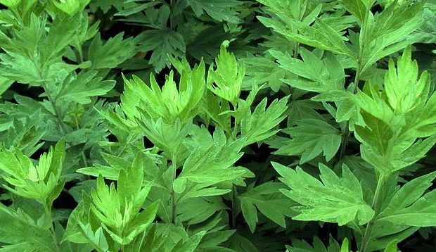 化妝品廠家告訴你艾草在化妝品中的應(yīng)用趨勢