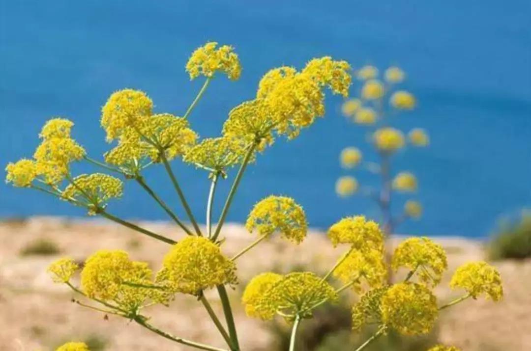 化妝品原料知識(shí)之海茴香提取物介紹