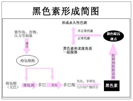 黑色素是什么？黑色素有什么作用及危害？